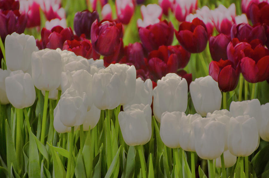 Red and White Tulips Photograph by Bill Cannon