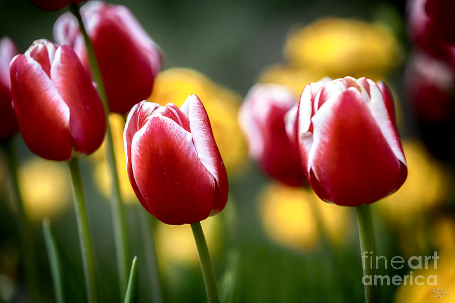 Red and White Tulips Photograph by David Millenheft