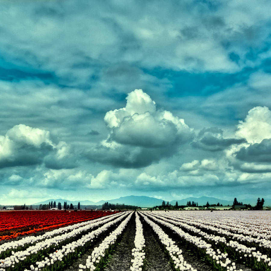 Red and White Tulips Photograph by David Patterson