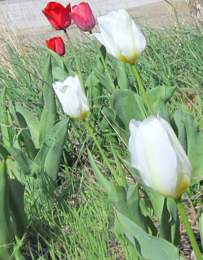 Red and White tulips Photograph by Glenda Crigger
