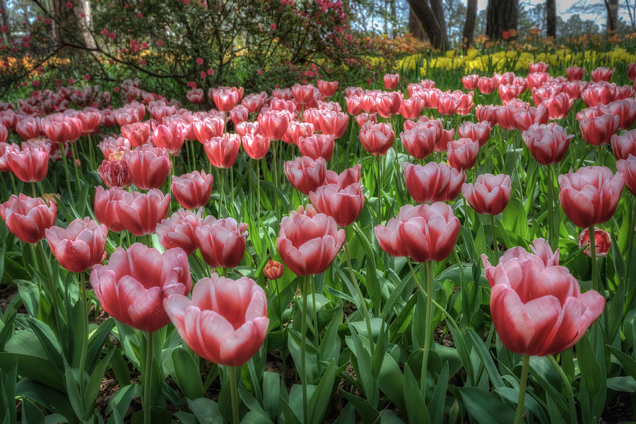 Red and White Tulips Photograph by James Barber
