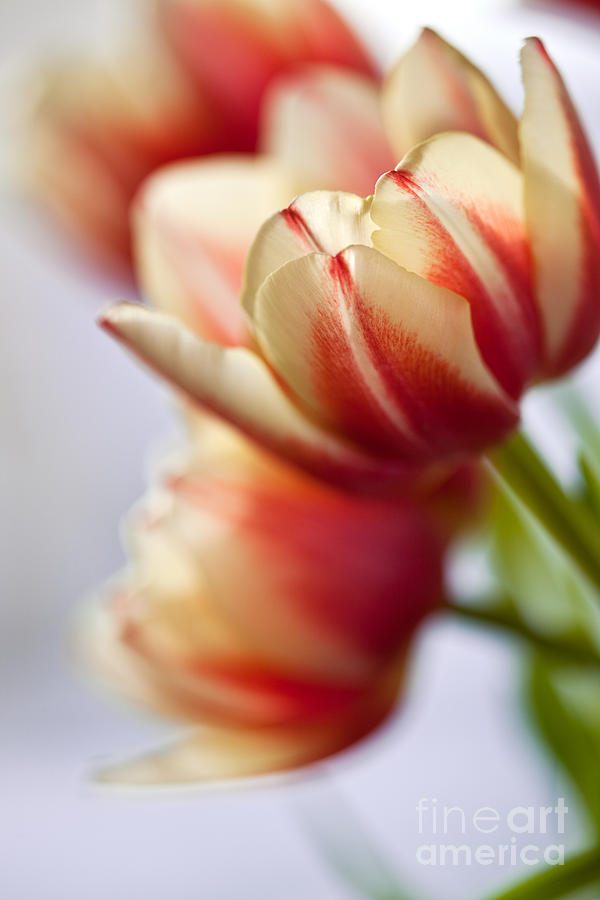 Red And White Tulips Photograph