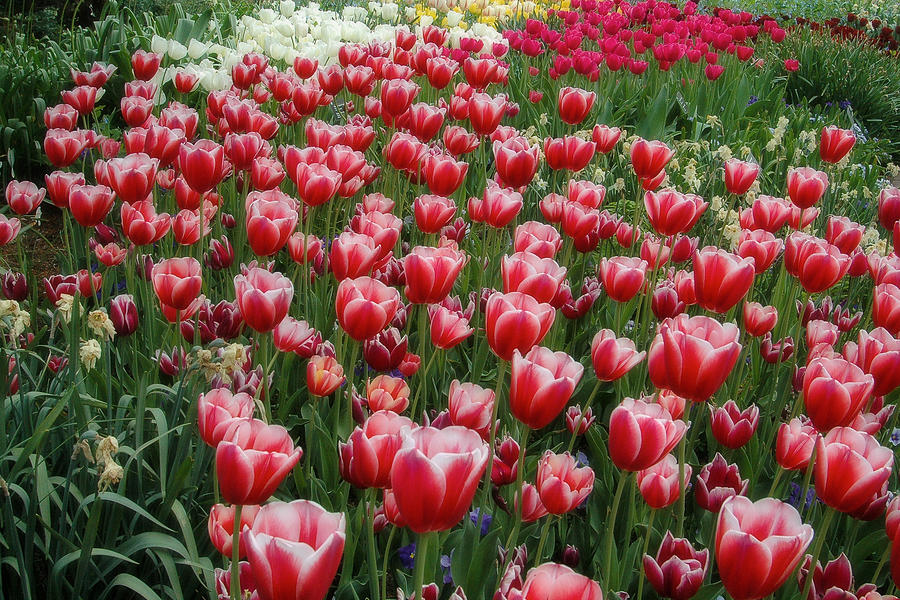 Red and White Tulips Photograph by Steve Stuller