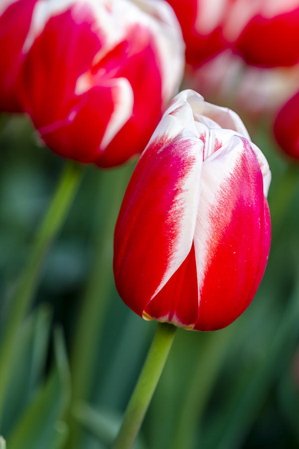 Red and White Tulips Photograph by Teri Virbickis