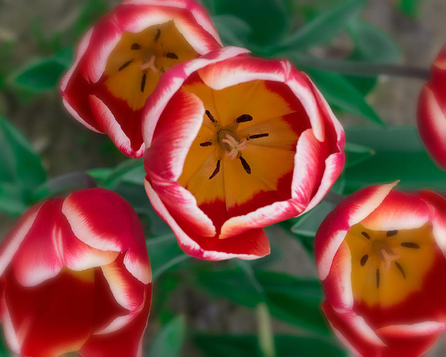 Tulip Photograph - Red and White Tulips by Thomas Hall