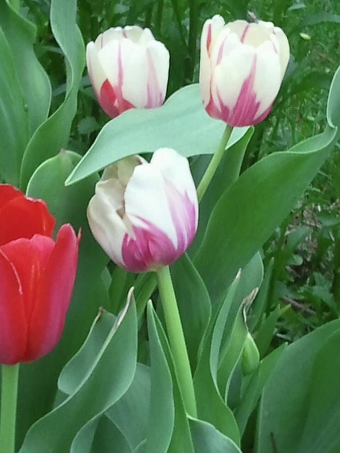 Red and White Tulips Photograph by Tim Donovan