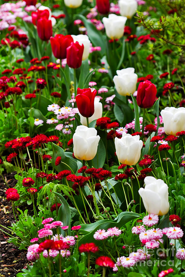 Red and White Tulips with Red and Pink English Daisies in Spring Photograph by Louise Heusinkveld