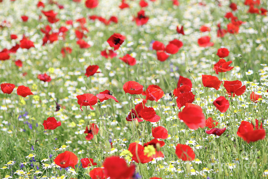 Poppy Photograph - Red And White Wild Flowers Spring Scene by Goce Risteski