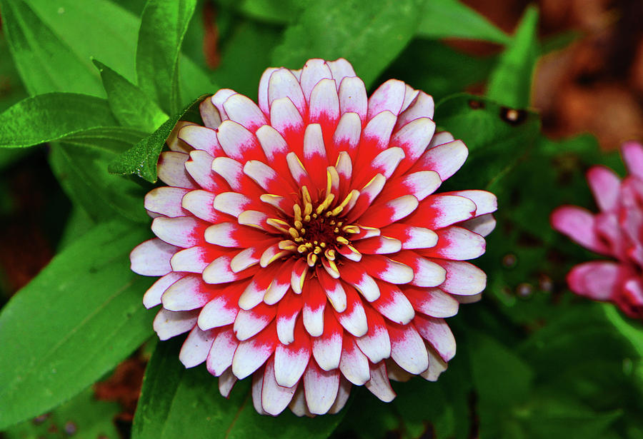 Red And White Zinnia 002 Photograph by George Bostian