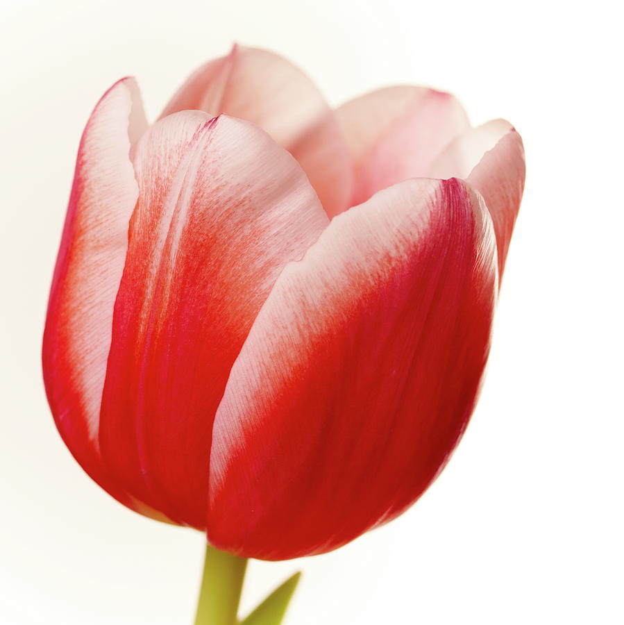 Red and White Tulip Photograph by Jouko Lehto