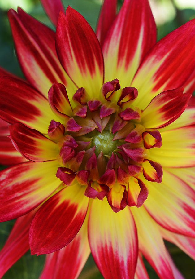 Red and Yellow and Pink and Green Photograph by Richard Andrews