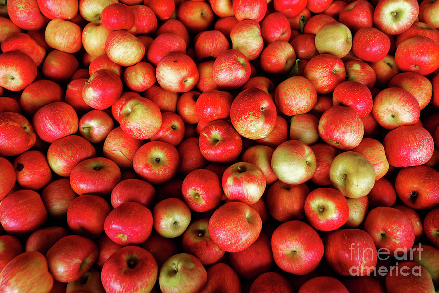 Red And Yellow Apples Photograph