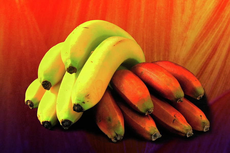 Nature Photograph - Red and Yellow Bananas by William Le