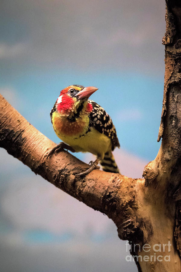 Red and Yellow Barbet Photograph by Ed Taylor