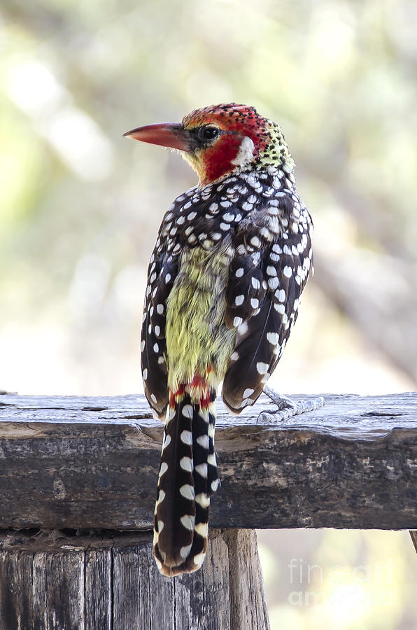 Red-and-Yellow Barbet Photograph by Pravine Chester