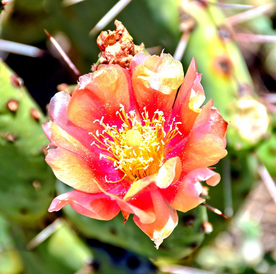 Red and Yellow Cactus Flower Bloom Photograph by Amy McDaniel