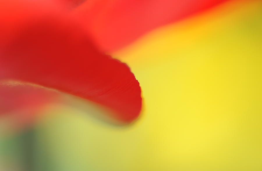 Red And Yellow Photograph by Catherine Lau