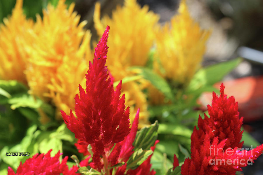 Red and Yellow Celosia Flowers Painting by Corey Ford