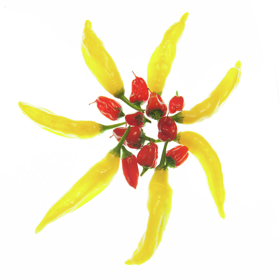 Red and Yellow Chillie Star Photograph by Helen Jackson