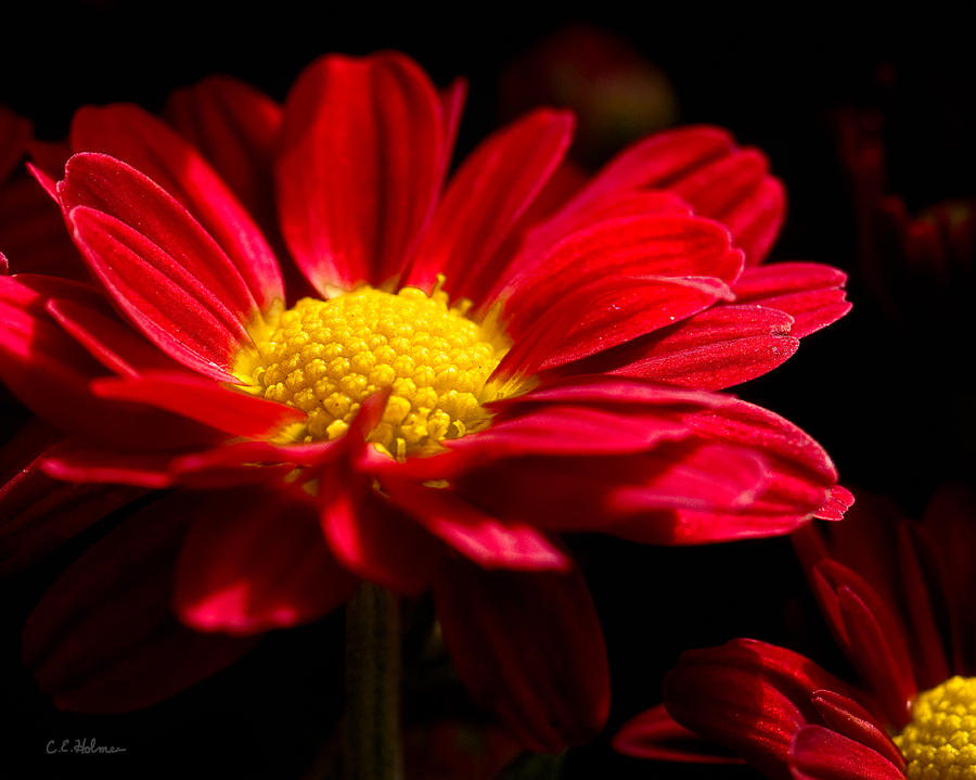 Red and Yellow Photograph by Christopher Holmes