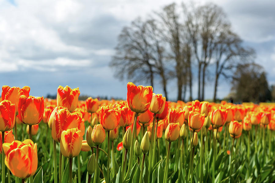 Red and Yellow Color Tulips Photograph by David Gn