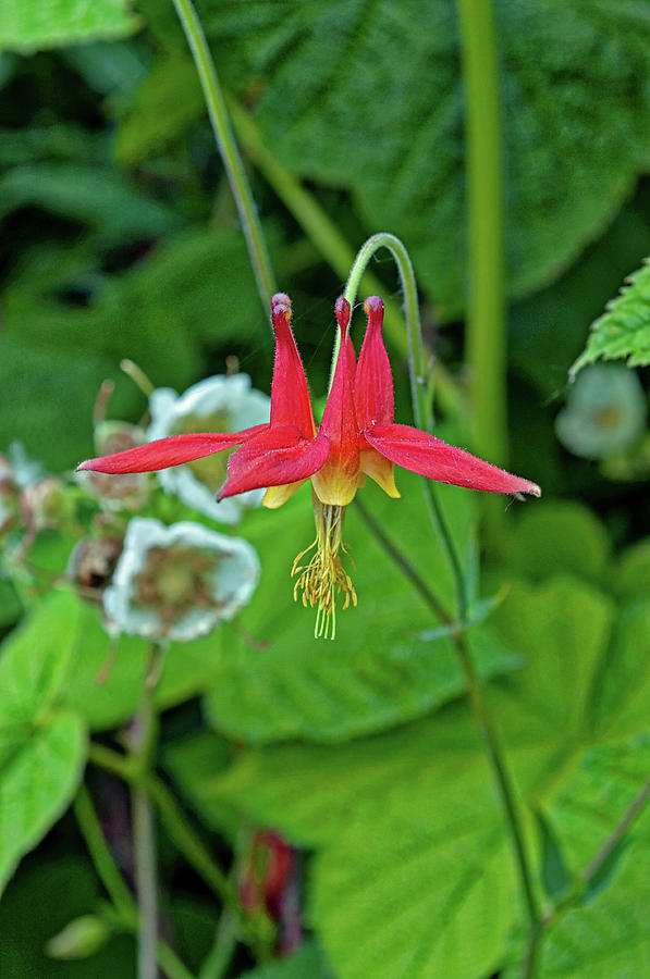 Red and Yellow Columbine Photograph by Cathy Mahnke