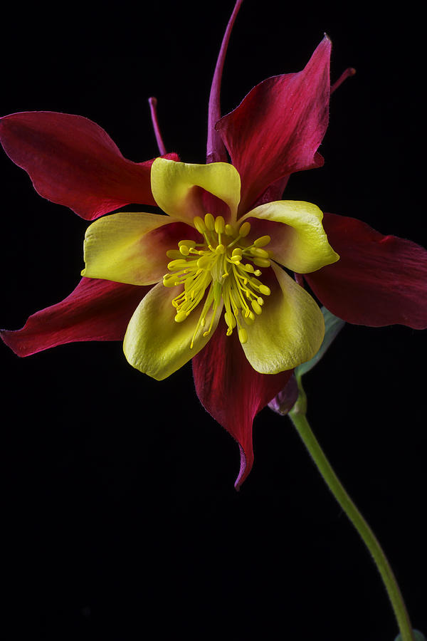 Flower Photograph - Red and Yellow Columbine Flower by Garry Gay