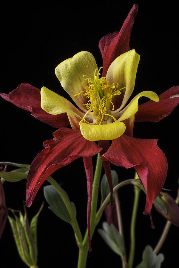 Flower Photograph - Red and Yellow Columbine by Garry Gay