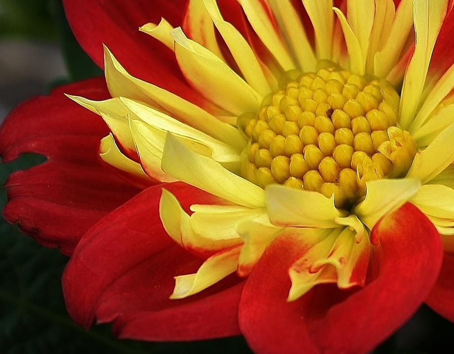 Red and Yellow Dahlia Photograph by Bruce Bley