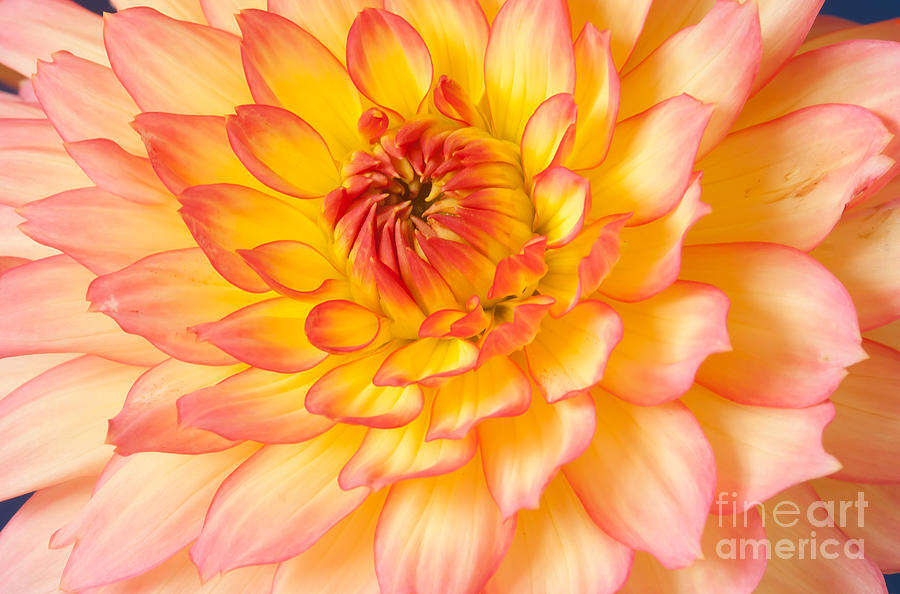 Red and yellow Dahlia Photograph by Colin Rayner