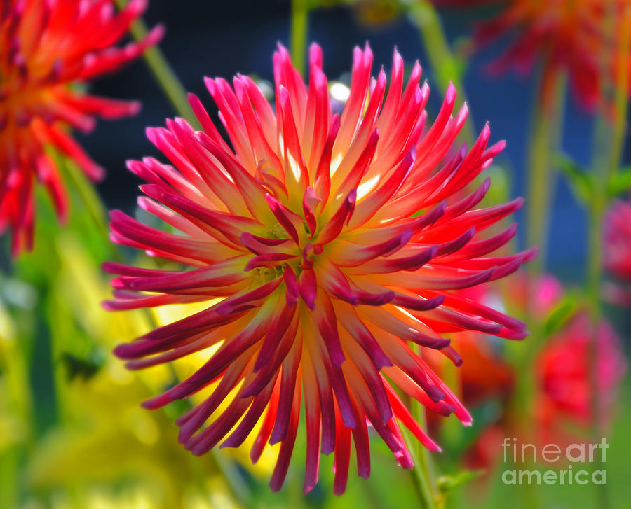 Red and Yellow Dahlia Photograph by Frank Larkin
