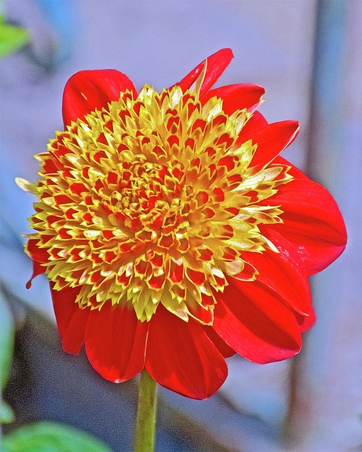 Red and Yellow Dahlia in Golden Gate Park in San Francisco, California  Photograph by Ruth Hager