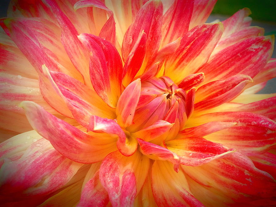Nature Photograph - Red And Yellow Dahlia by Wendy Yee