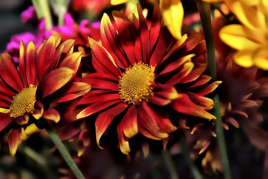 Red And Yellow Daisies Photograph by Joyce Baldassarre - Fine Art America