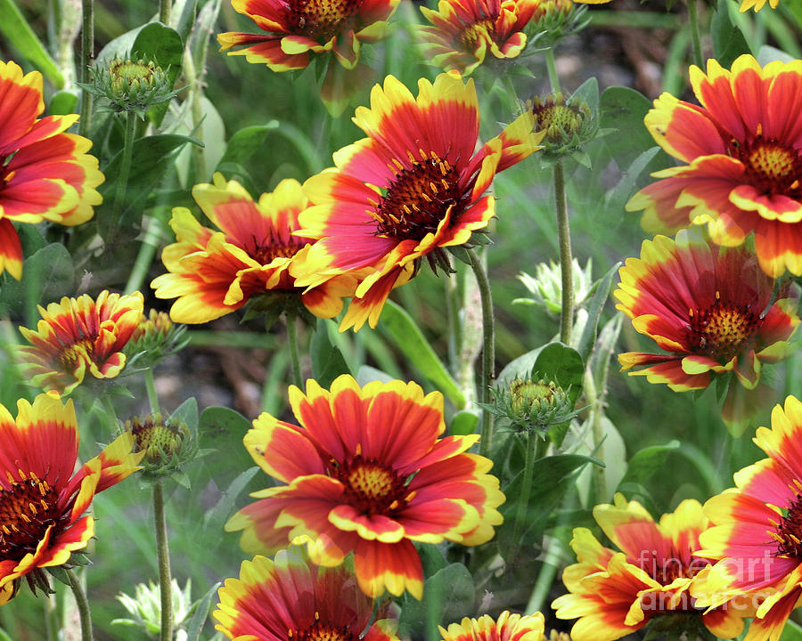 Red And Yellow Daisy Dreams Photograph by Smilin Eyes Treasures