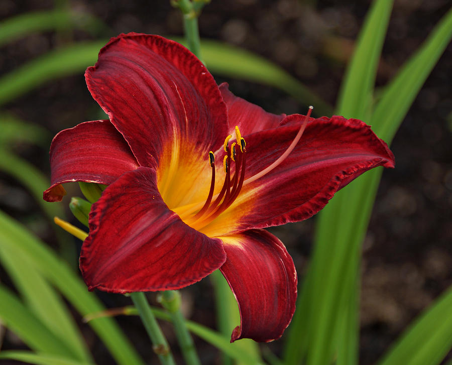 Red and Yellow Daylily Photograph by Sandy Keeton