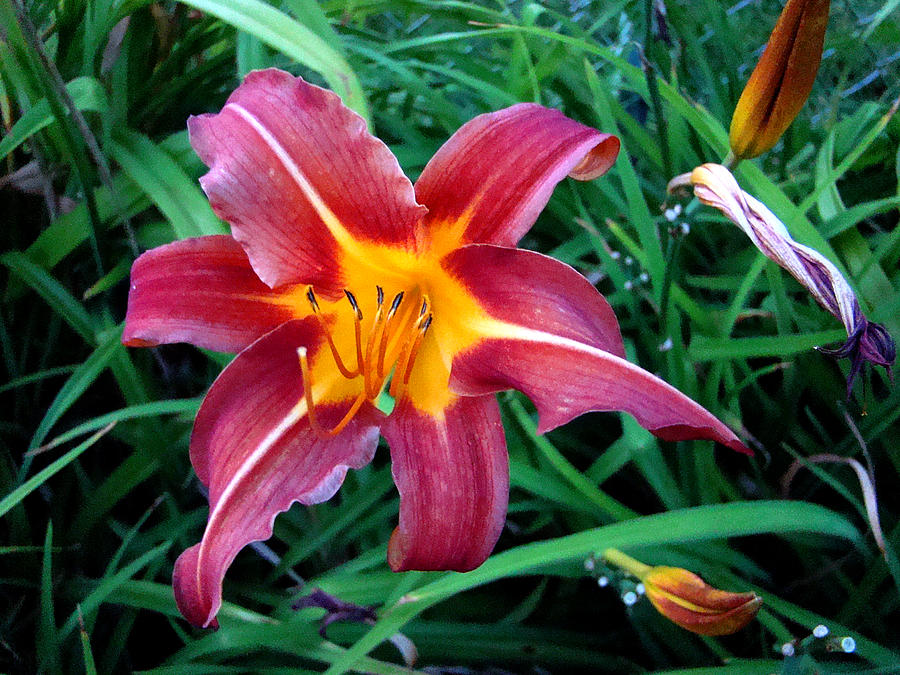 Red and Yellow Flower 1 Photograph by Todd Zabel