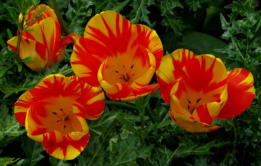 Red and Yellow Flower Photograph by John Topman