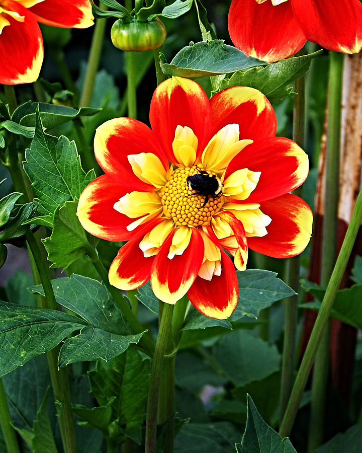 Red and Yellow Flower with Bee Photograph by Anthony Jones