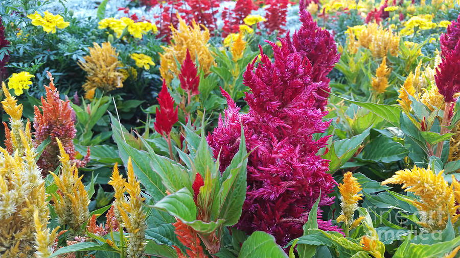 Red and Yellow Celosia Flowers Photograph by Olga Hamilton