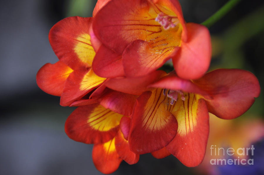 Red and yellow Freesia Photograph by Milleflore Images
