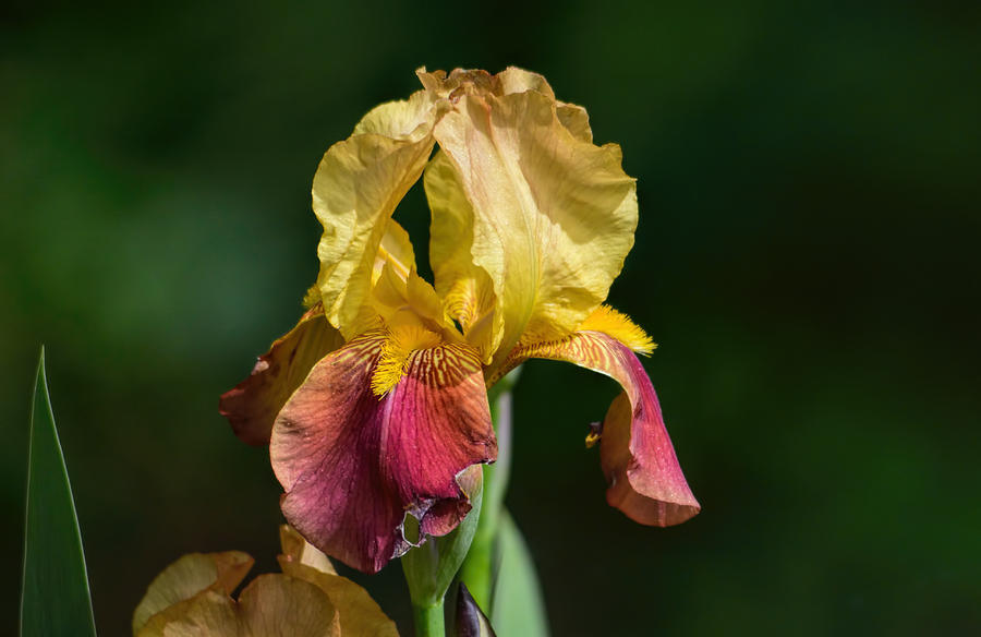 Jai Johnson Photograph - Red and Yellow Iris Flower 102020154434 by WildBird Photographs Jai Johnson Photograph - Red and Yellow Iris Flower 102020154434 by WildBird Photographs