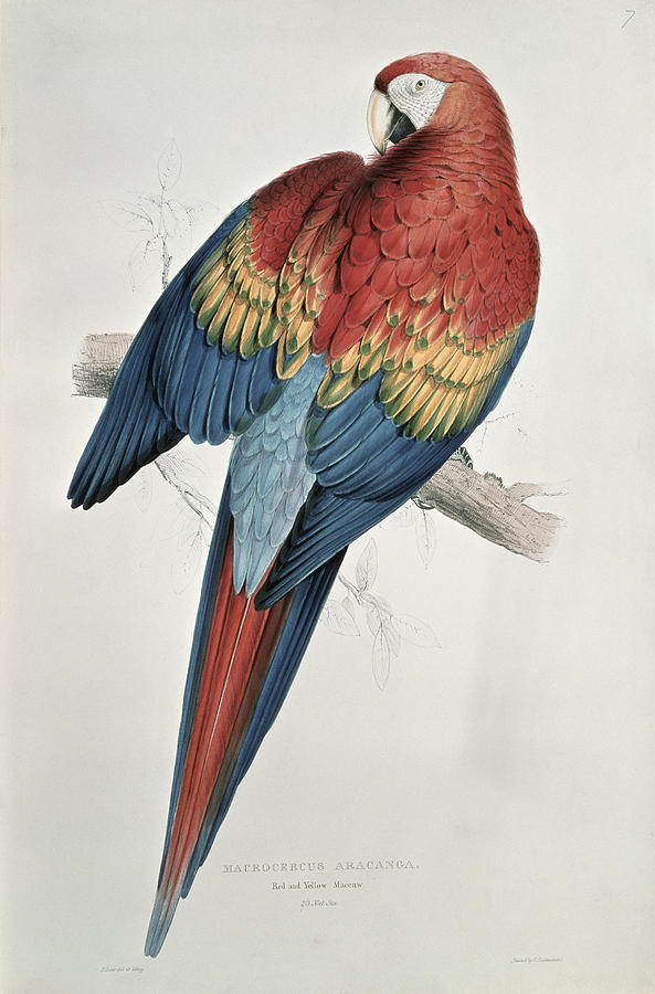 Macaw Painting - Red and Yellow Macaw  by Edward Lear