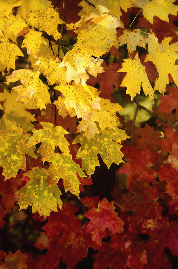 Red and Yellow Maple Leaves Photograph by Saija Lehtonen - Fine Art America