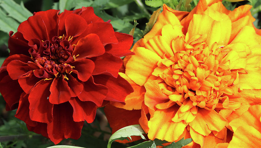 Red and Yellow Marigolds 062618 Photograph by Mary Bedy