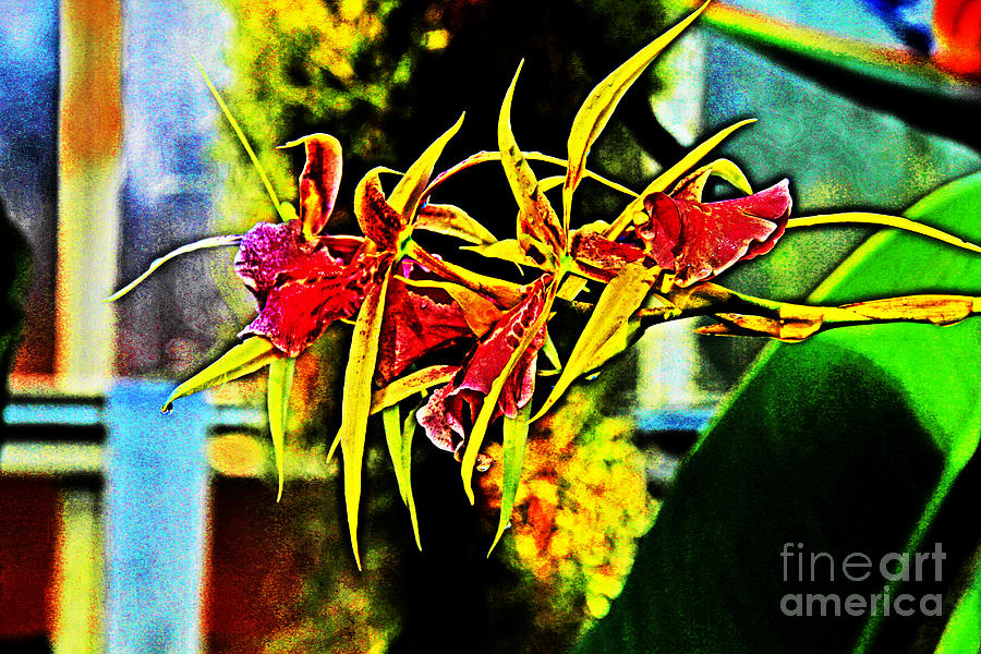 Red and Yellow Orchid a-la Monet  Photograph by David Frederick