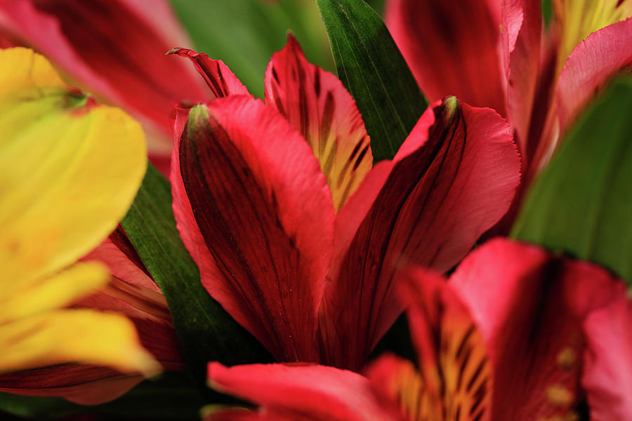 Red and Yellow Peruvian Lily Close-up Photograph by Joni Eskridge