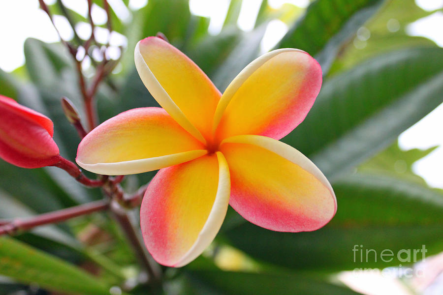 Red and Yellow Plumeria Photograph by Brian Governale