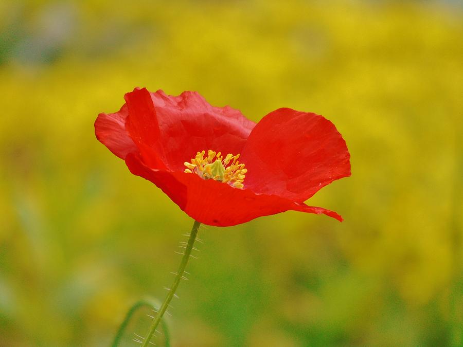 Red and Yellow Poppy Photograph by Barbara St Jean