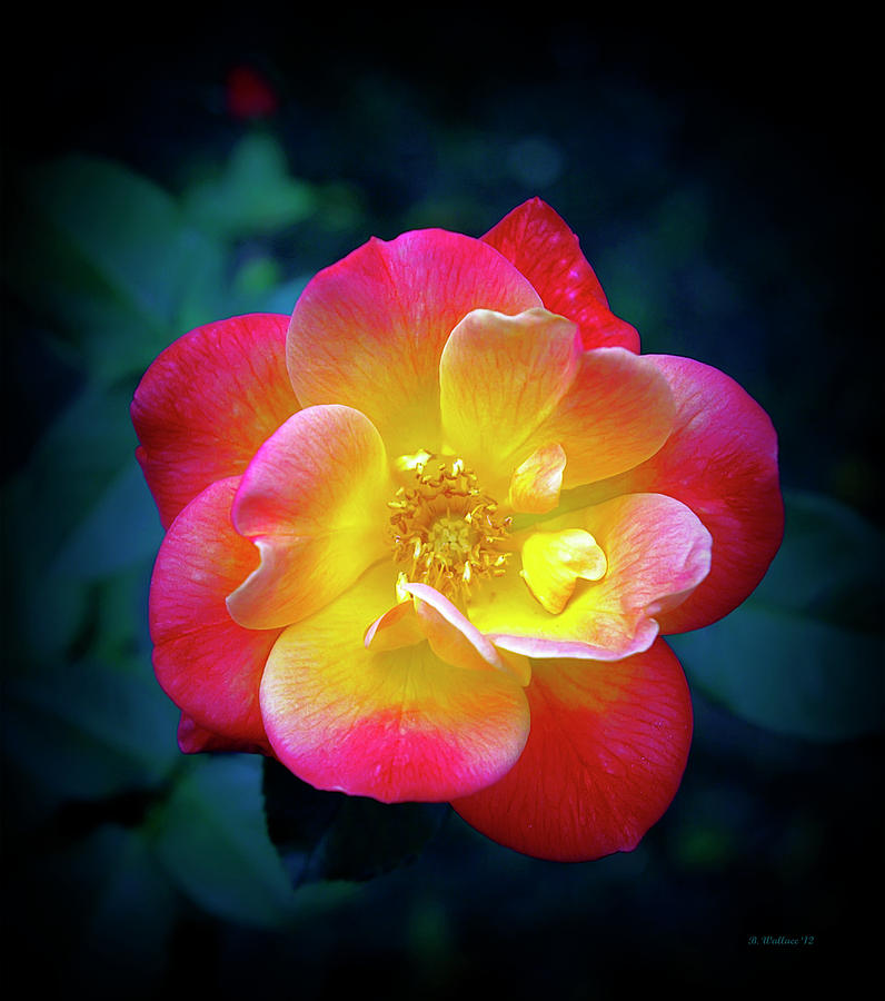 Red And Yellow Rose Photograph by Brian Wallace